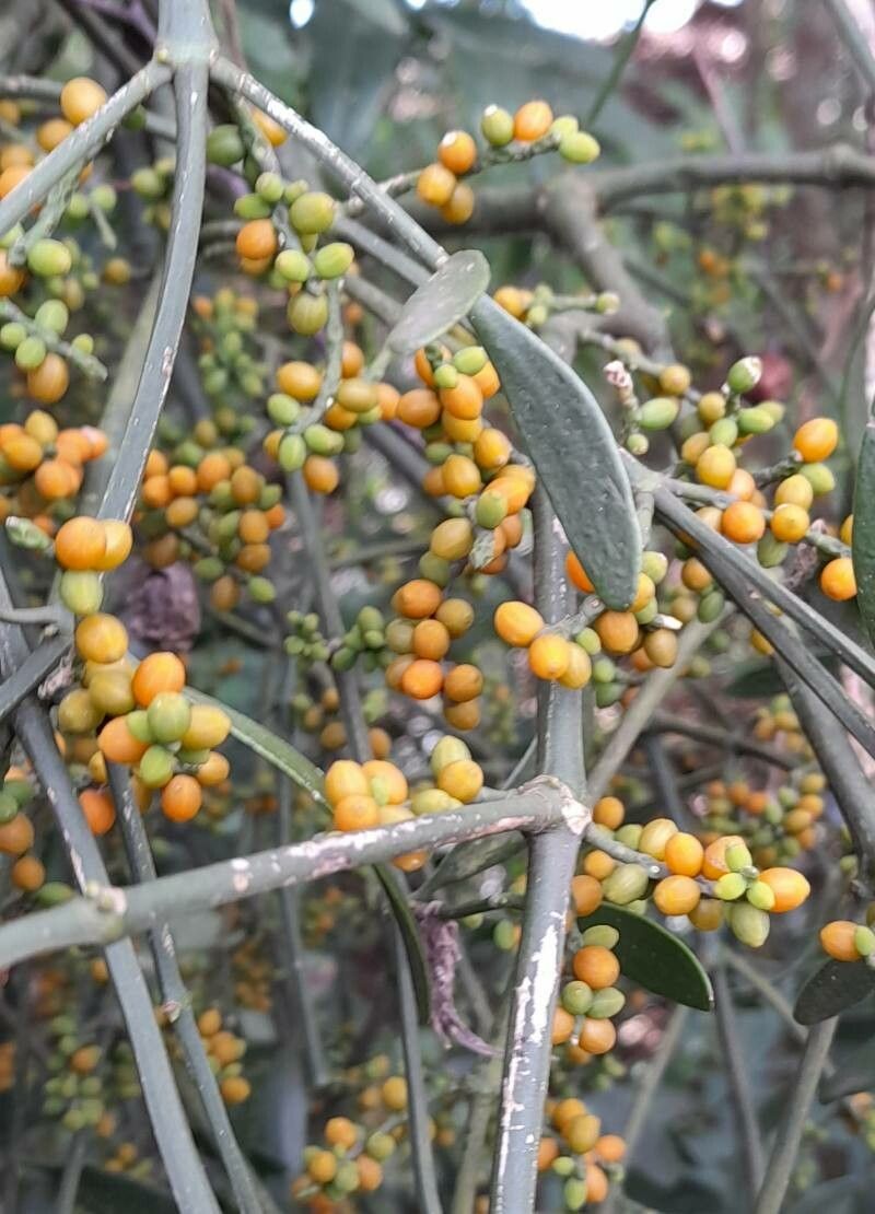 Phoradendron quadrangulare fruit