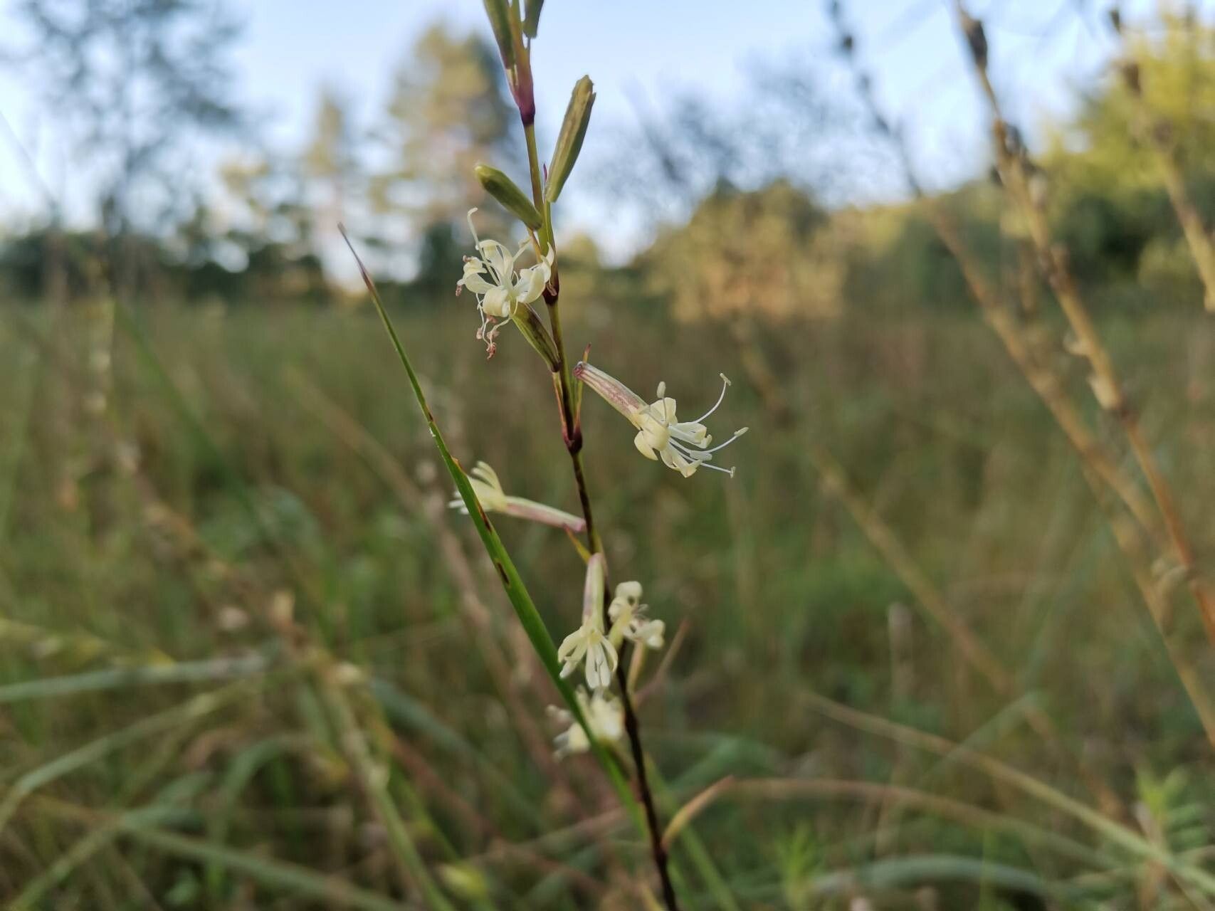 Silene tatarica flower