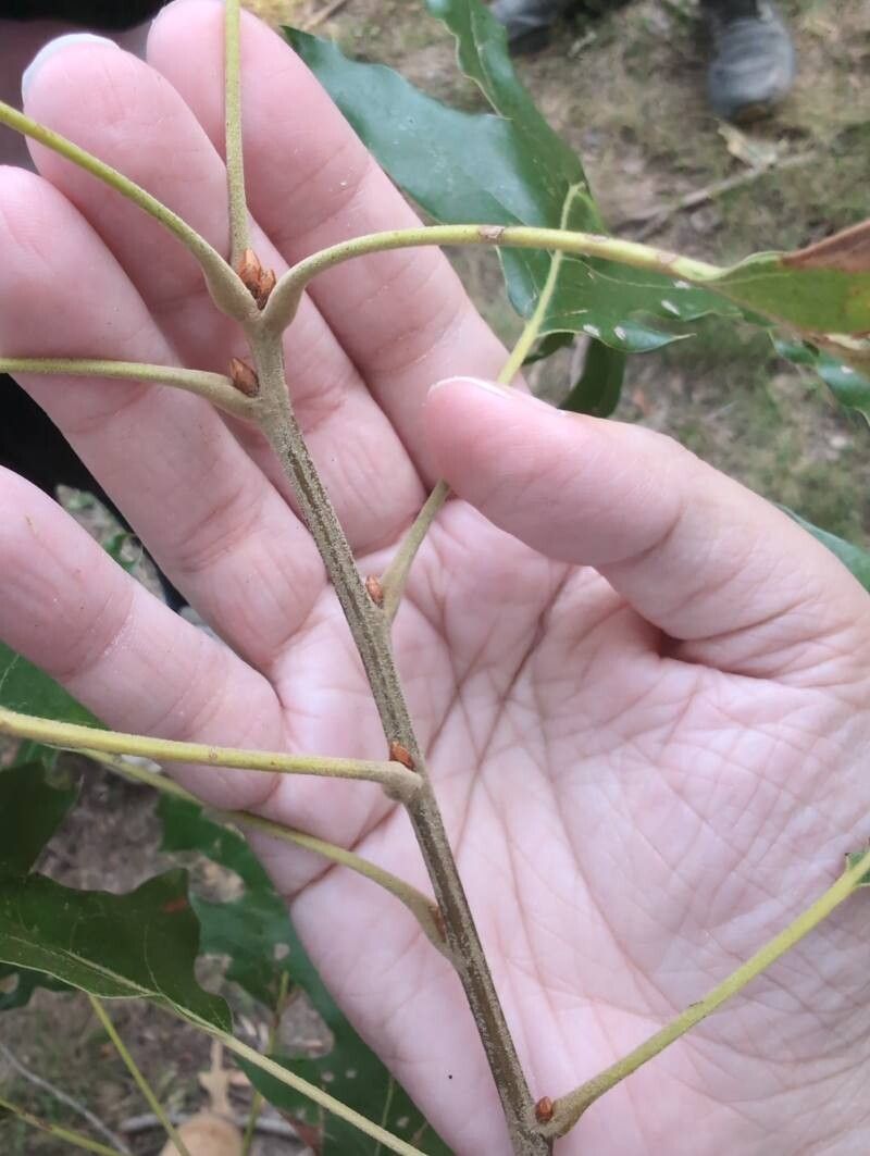 Quercus pagoda — houseplant care guide