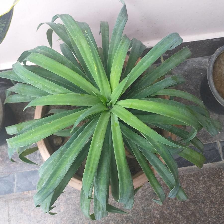 Furcraea parmentieri leaf