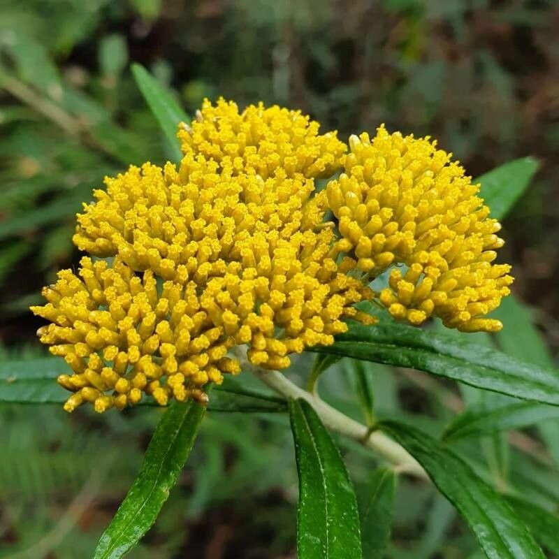 Flaveria linearis — search result for 'Bahamas'