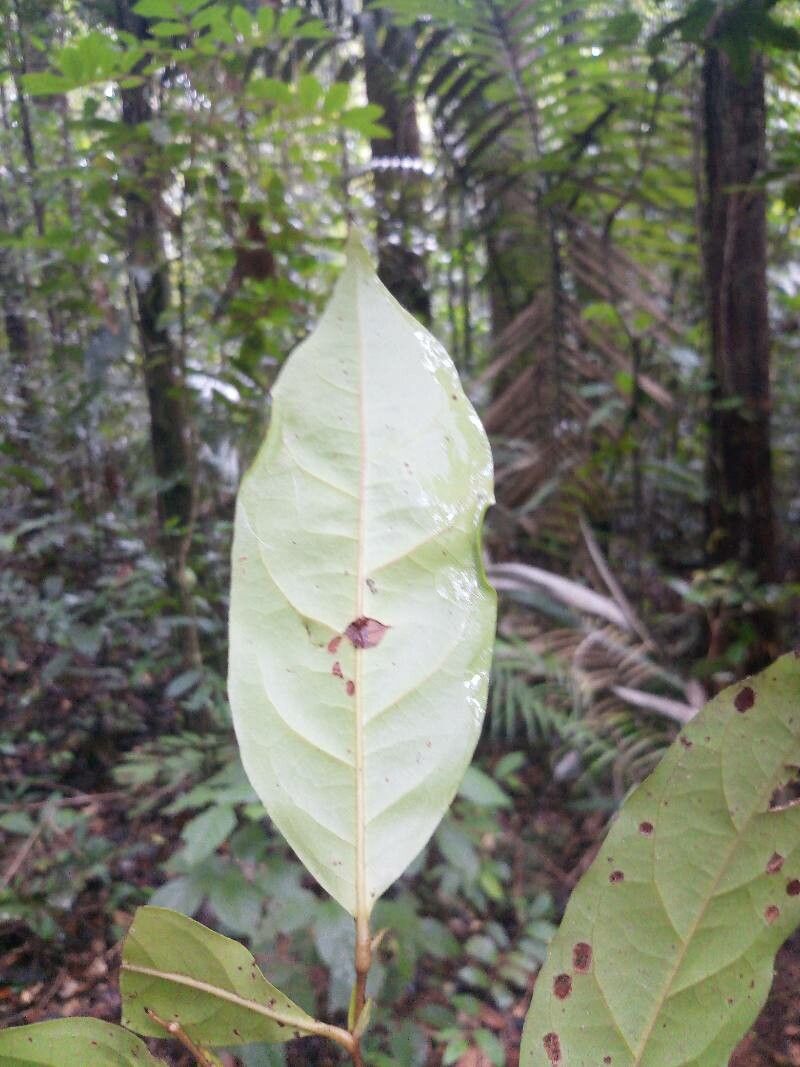 Licania latistipula — houseplant care guide