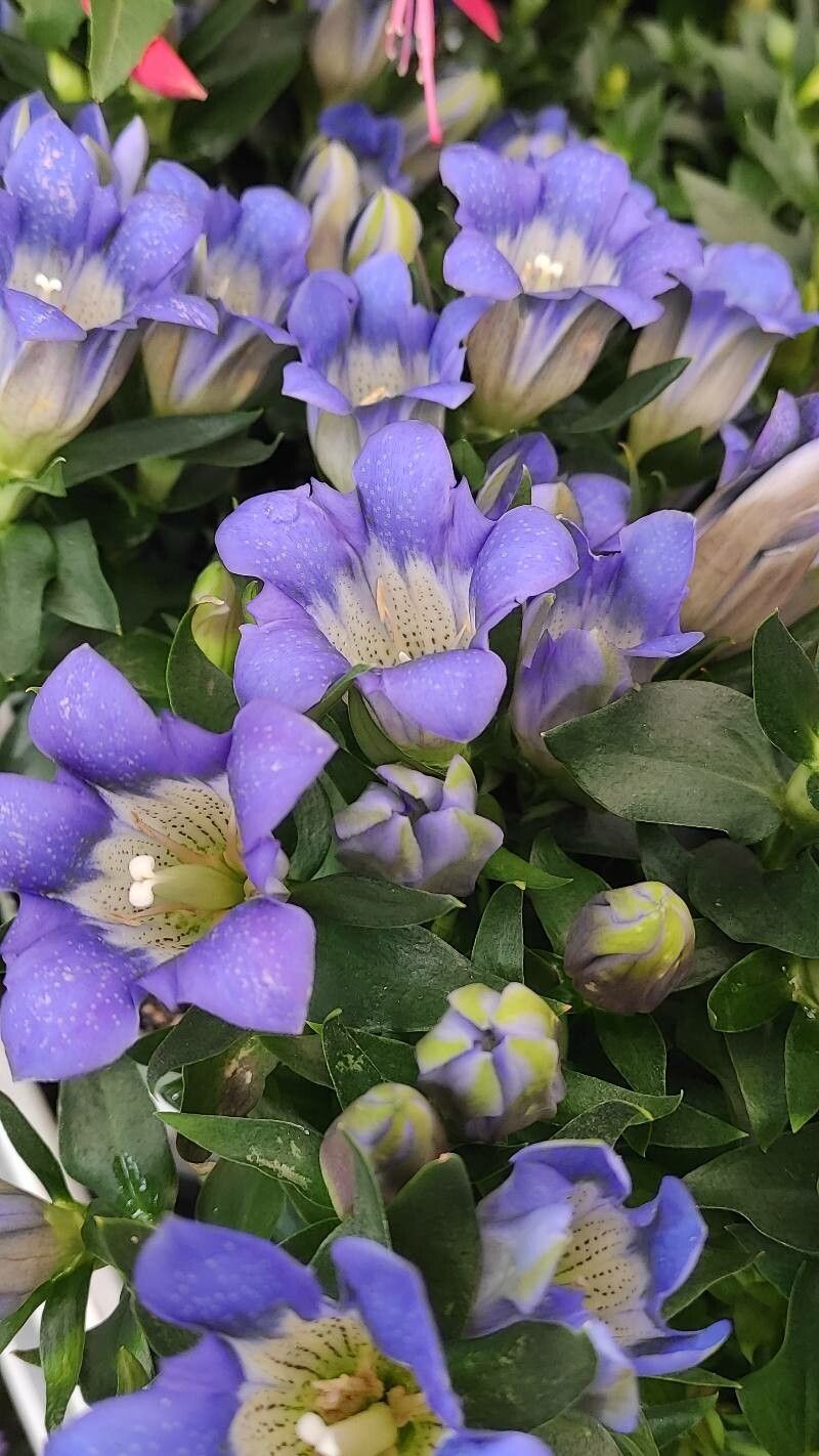Gentiana scabra flower