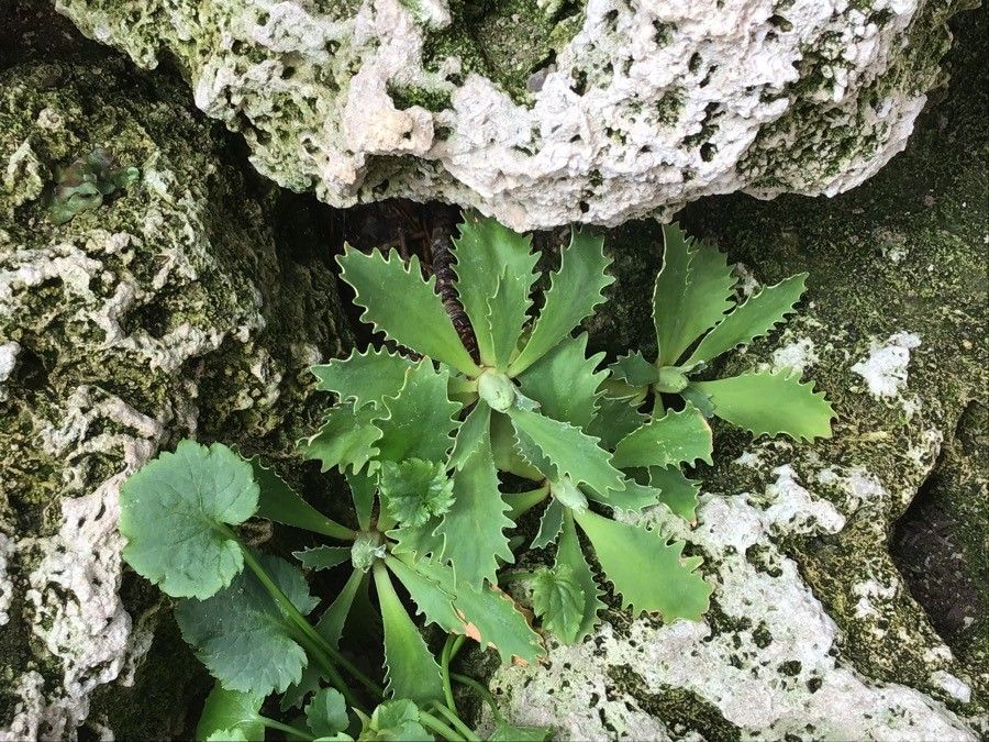 Saxifraga cochlearis — search result for 'Saxifraga'