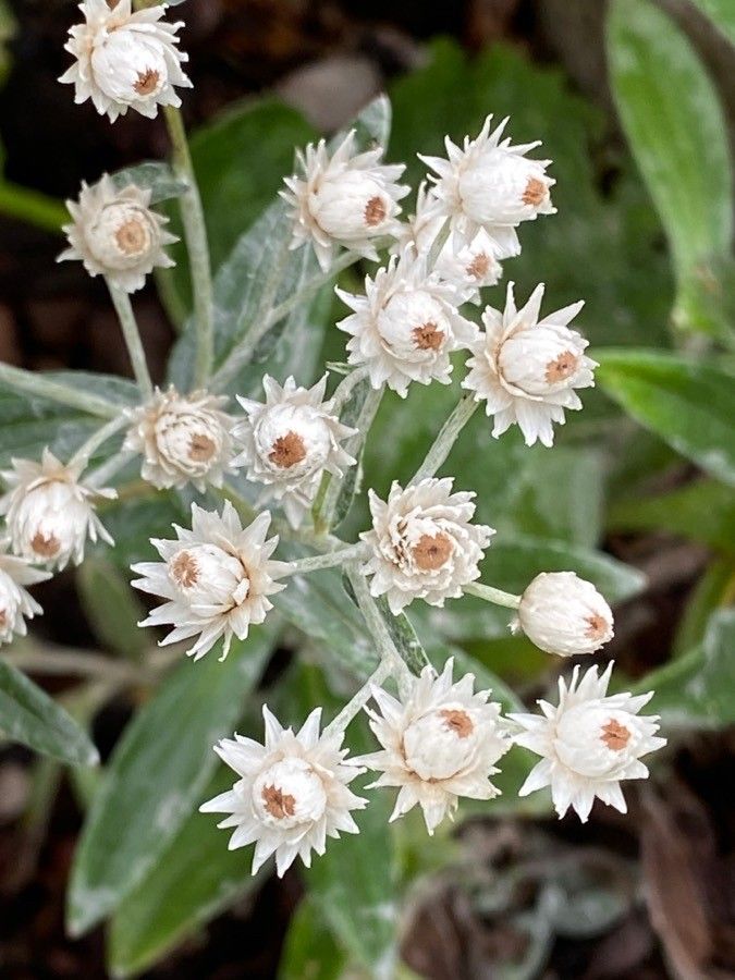 Anaphalis triplinervis flower