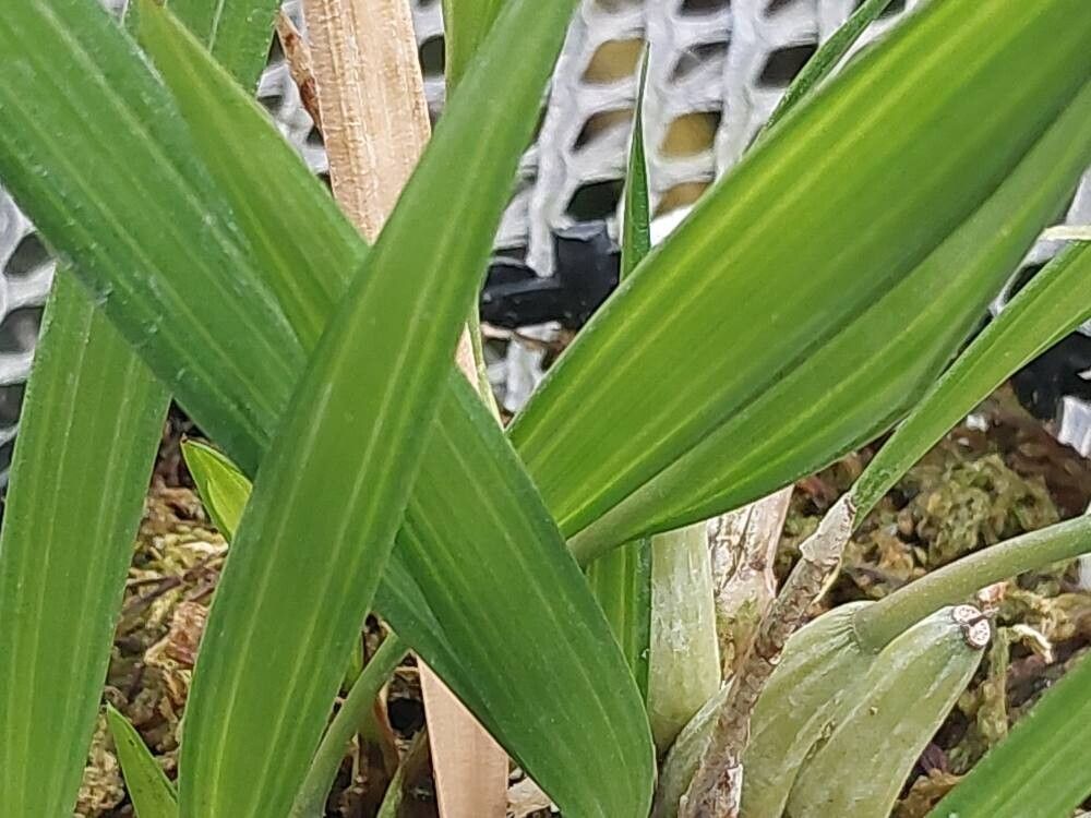 Dendrobium fililobum leaf