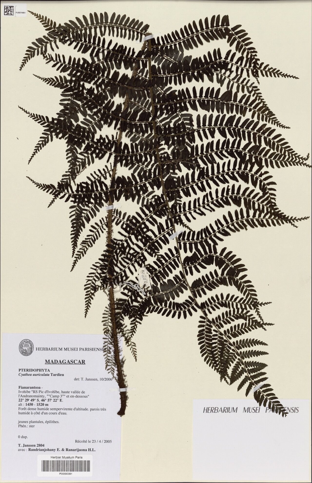 Alsophila auriculata — related species from the same genus