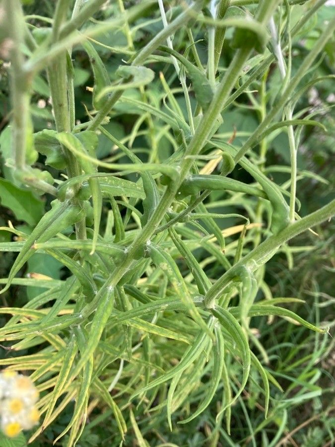 Pseudognaphalium viscosum — search result for 'Pseudognaphalium'