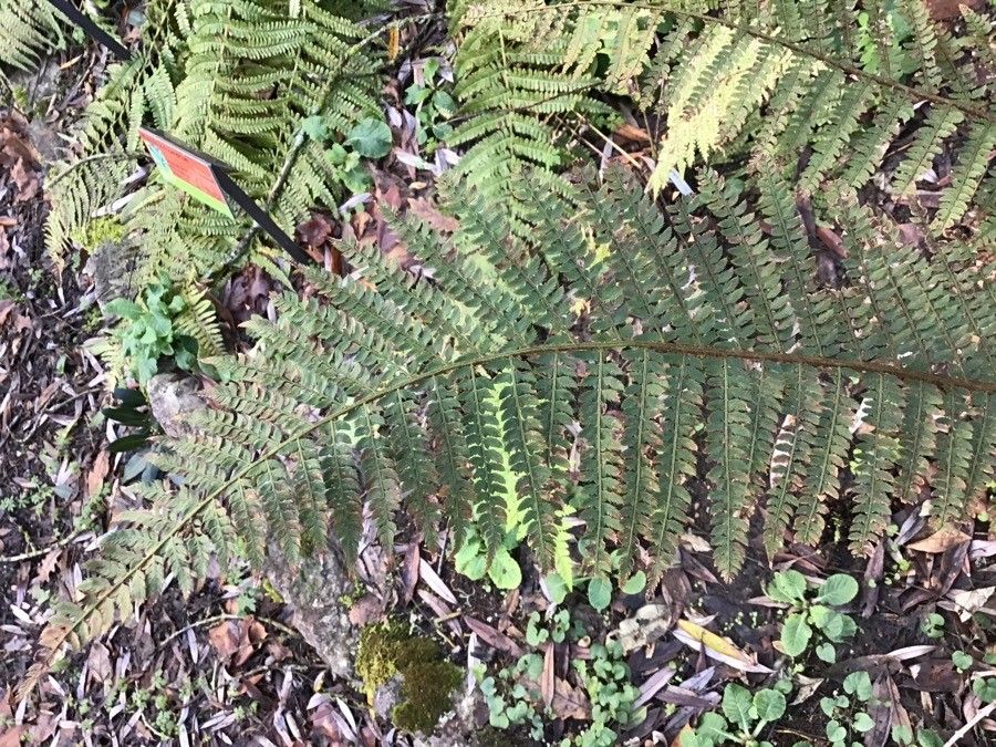 Dryopteris dilatata — search result for 'Dryopteris'