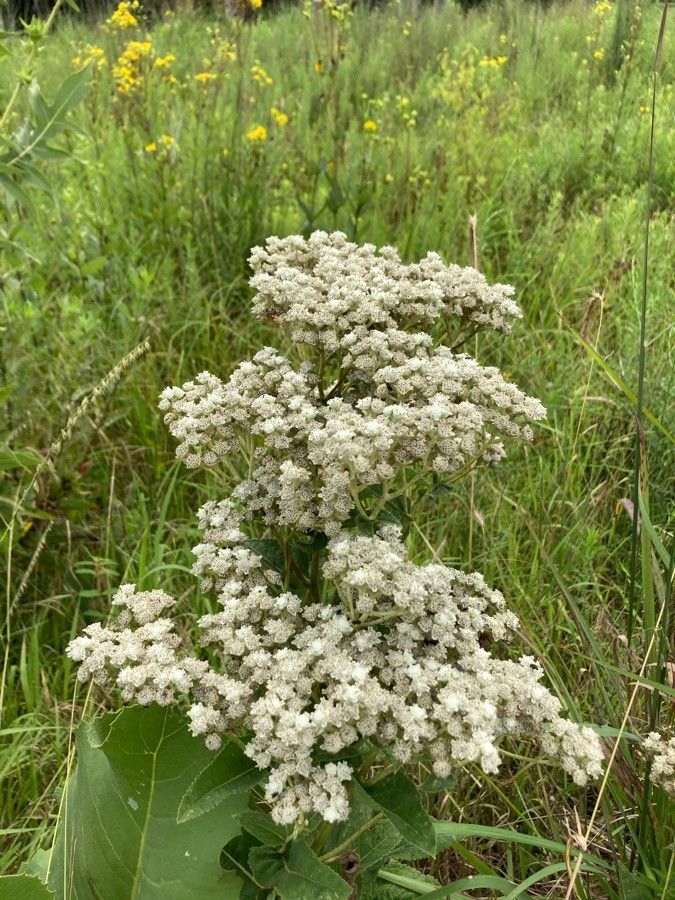 Eriogonum multiflorum — search result for 'Eriogonum'