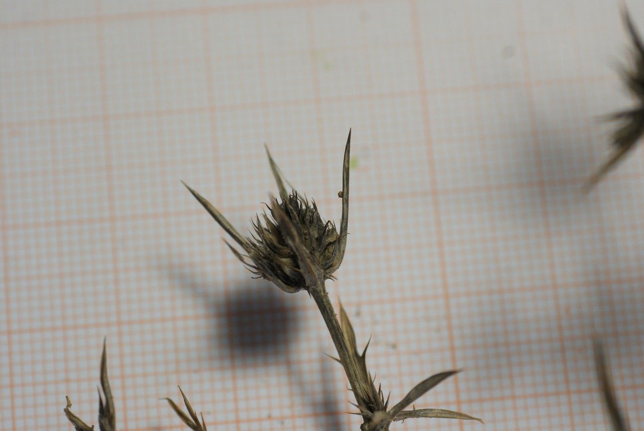 Eryngium dichotomum flower