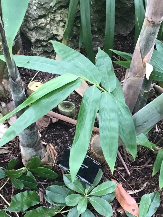 Dendrocalamus hamiltonii — related species from the same genus