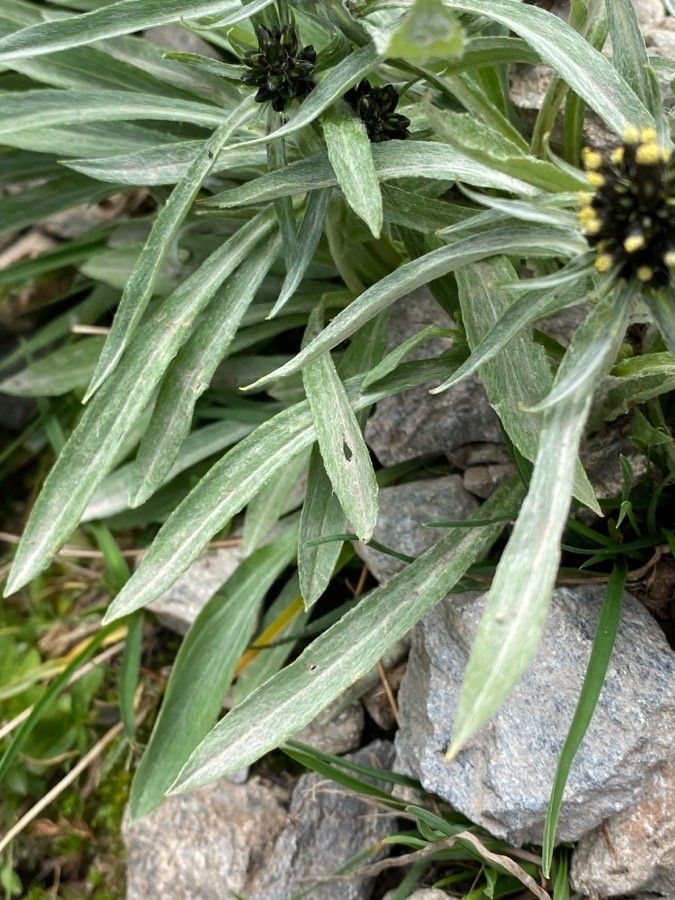 Gnaphalium norvegicum — search result for 'Iceland'