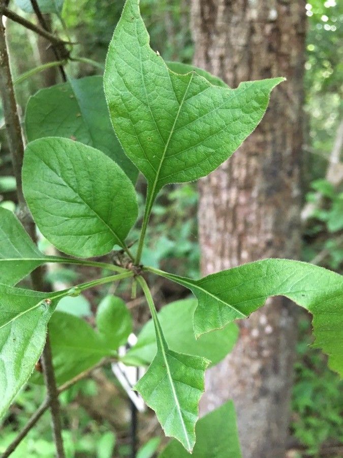 Randia monantha — houseplant care guide