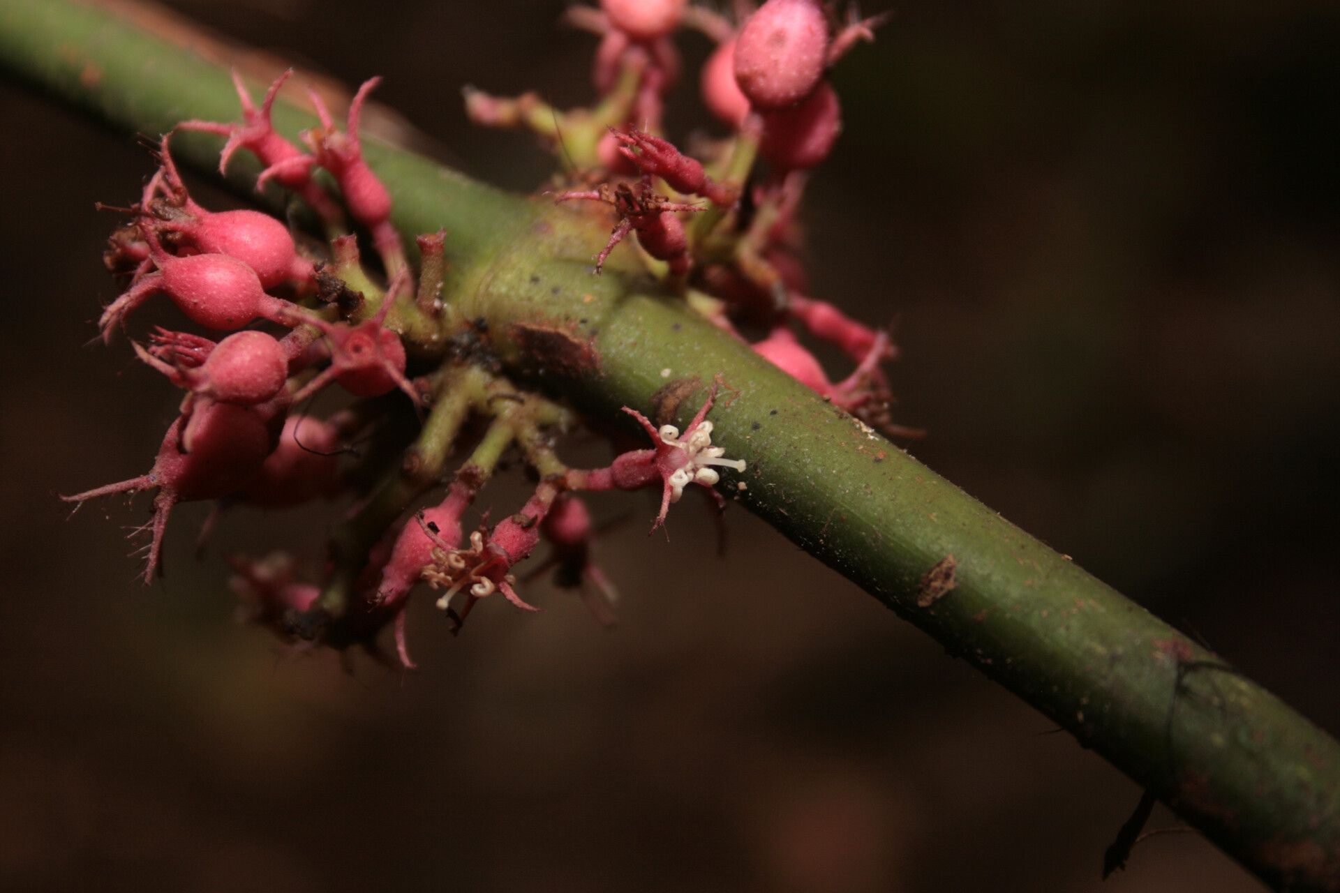 Miconia trichocalyx flower