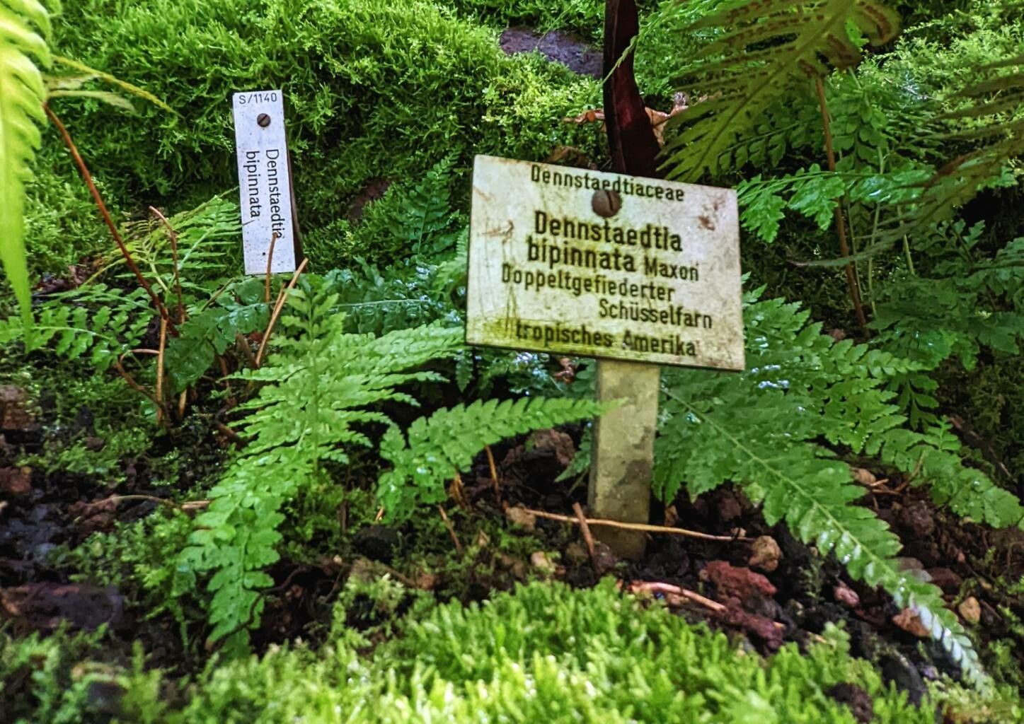 Dennstaedtia bipinnata habit