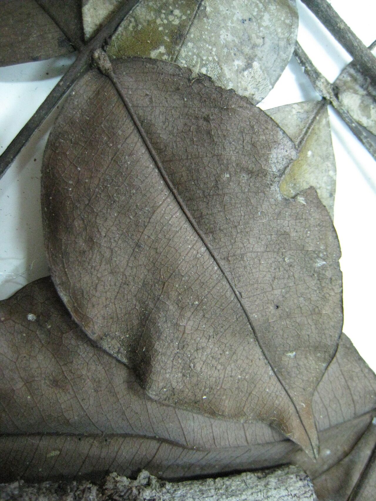 Swartzia guianensis other