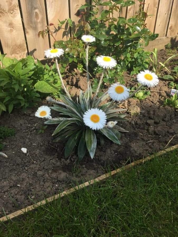 Celmisia coriacea flower