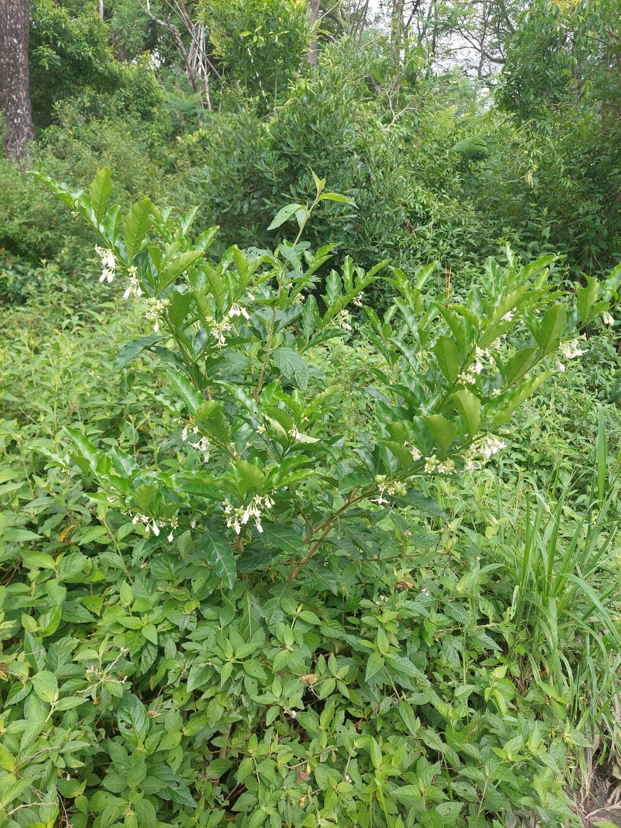 Solanum caavurana habit