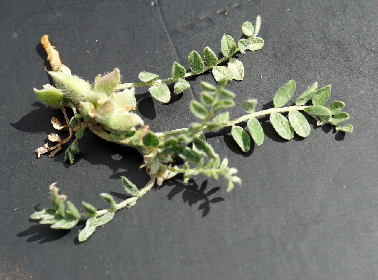 Astragalus sinaicus habit