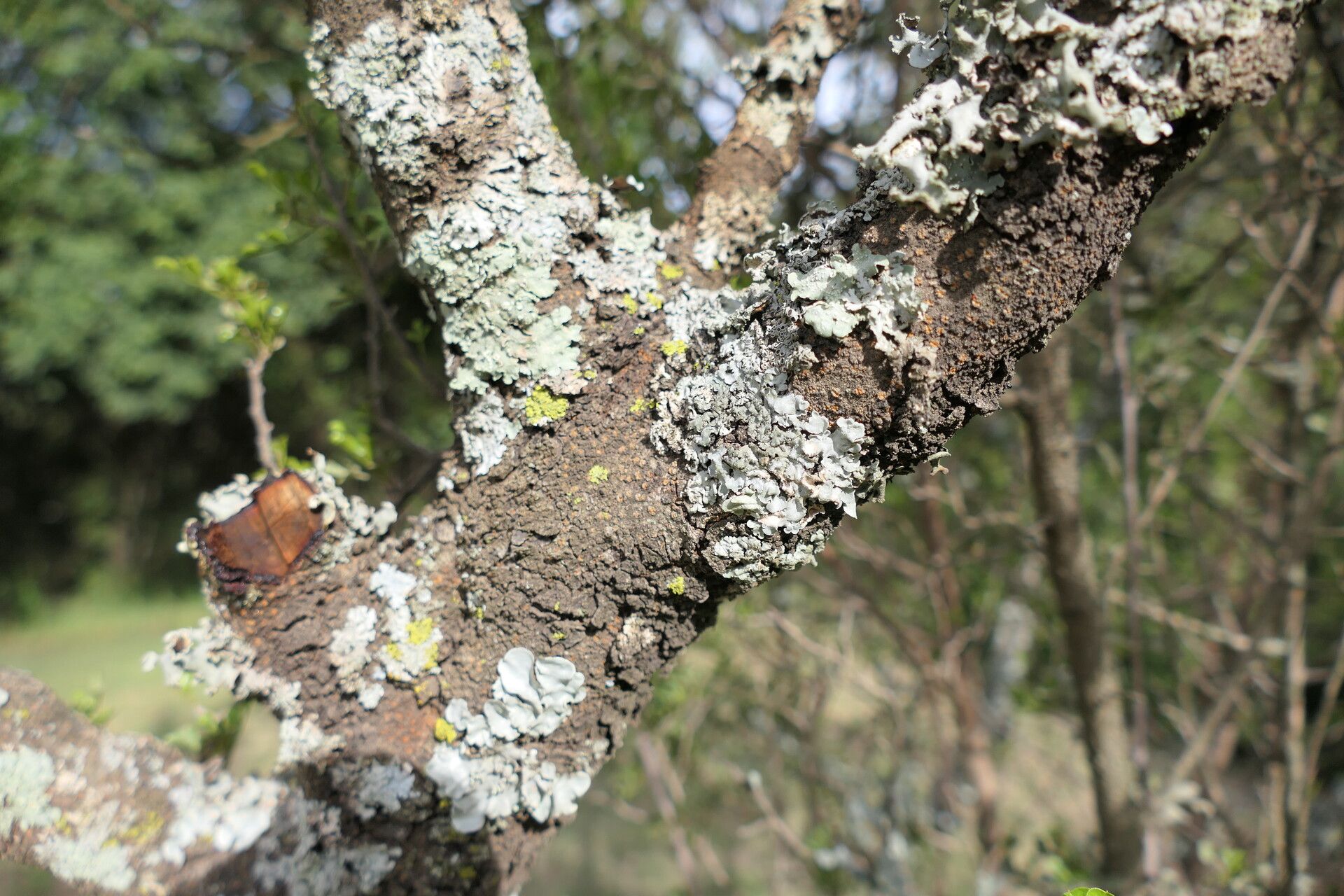 Searsia burchellii bark