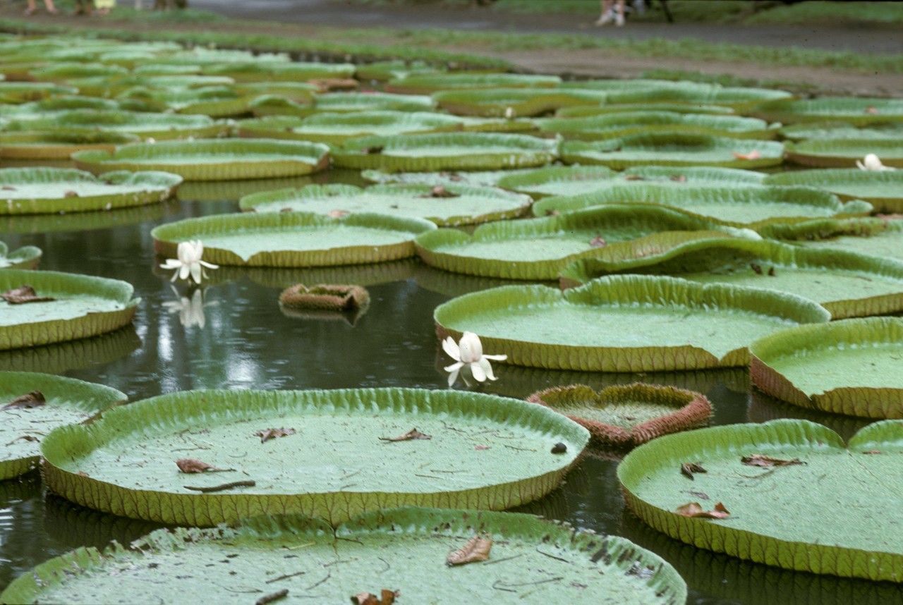 Victoria amazonica flower