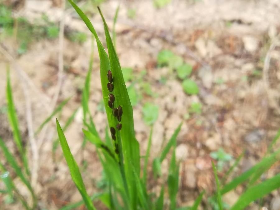 Melica nutans flower