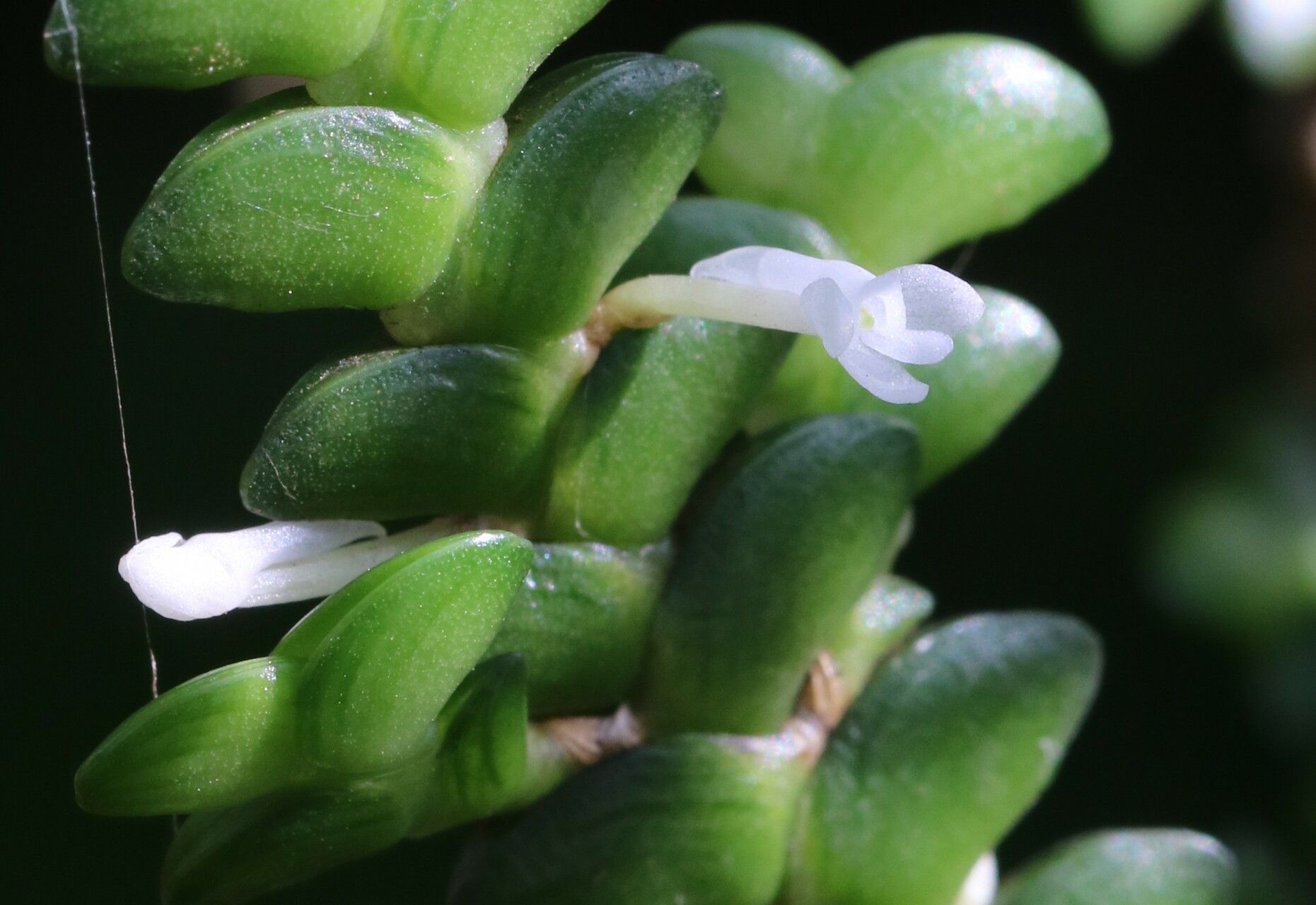 Angraecum bancoense flower