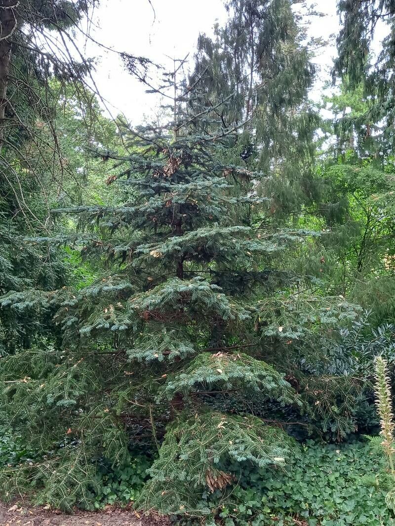 Abies recurvata habit