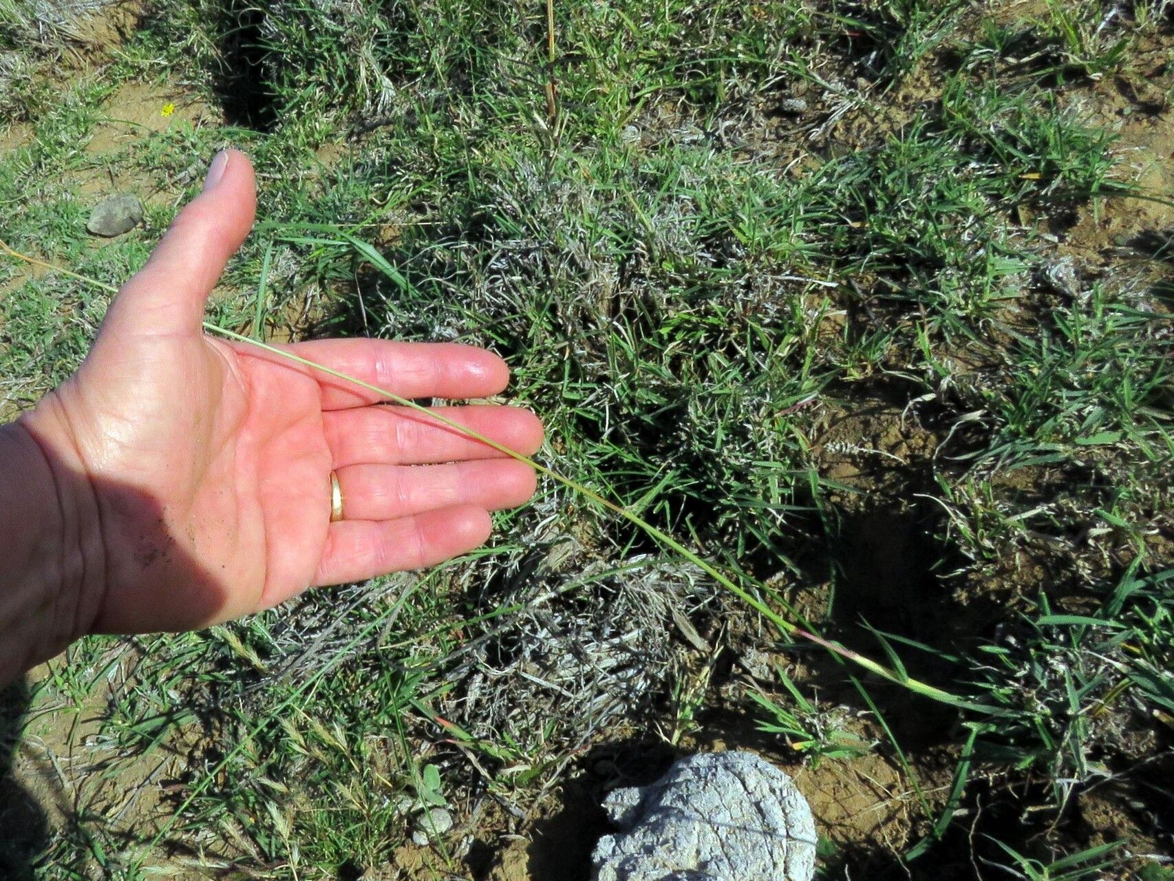 Digitaria ternata habit