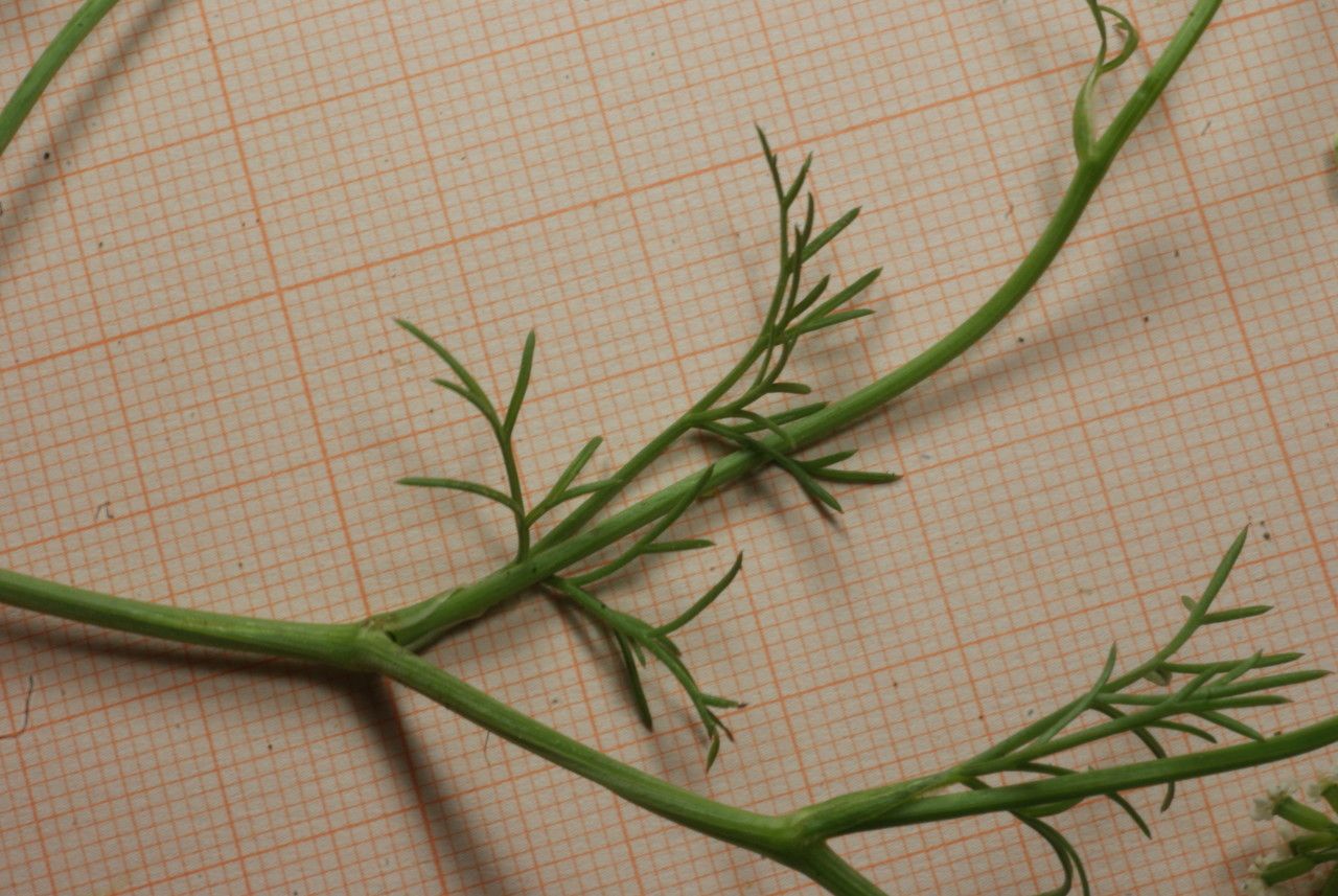 Bunium pachypodum — related species from the same genus