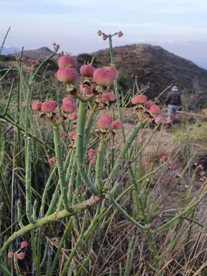 Euphorbia gossypina fruit