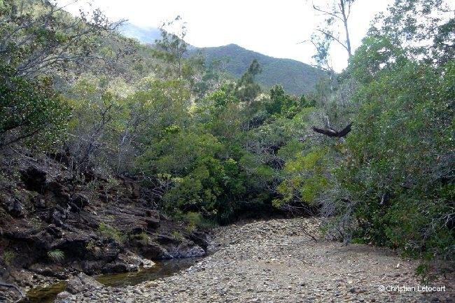 Ventilago buxoides habit
