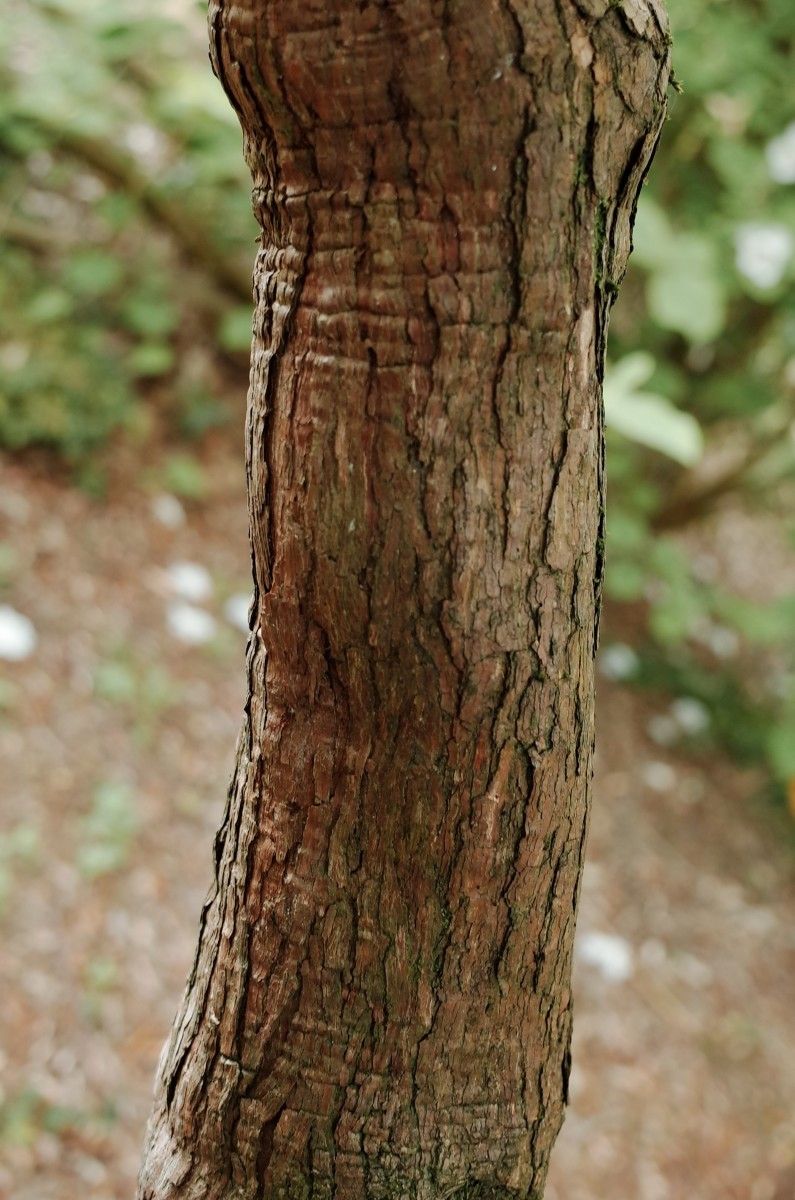 Rhododendron decorum bark