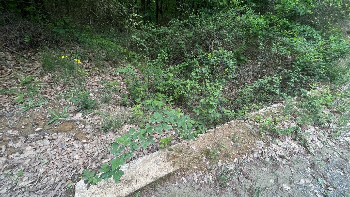 Rubus creticus habit