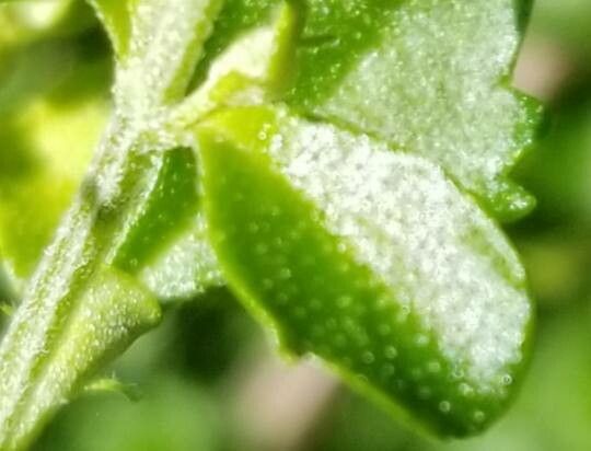 Prostanthera sieberi — houseplant care guide