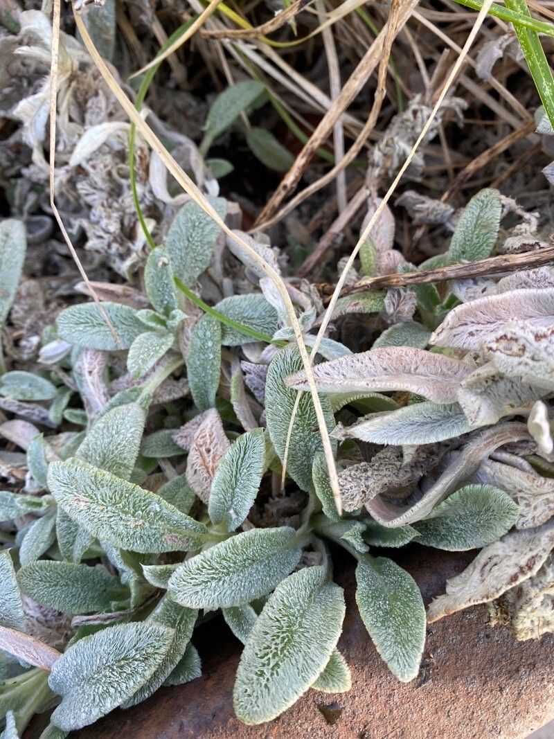Stachys tymphaea — search result for 'Stachys'