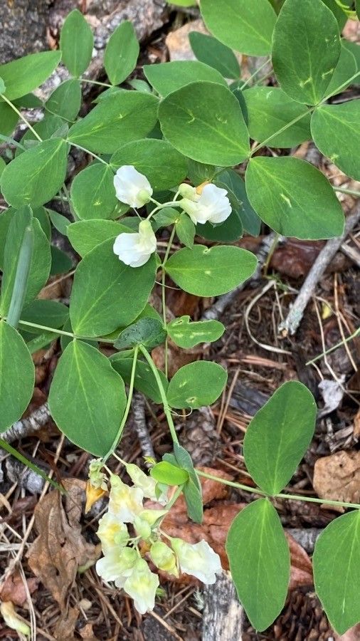 Lathyrus venosus — search result for 'Lathyrus'