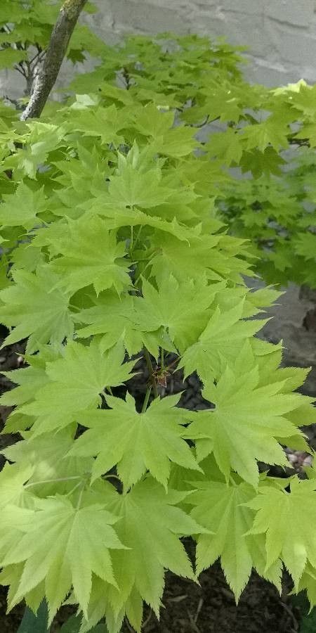 Acer shirasawanum