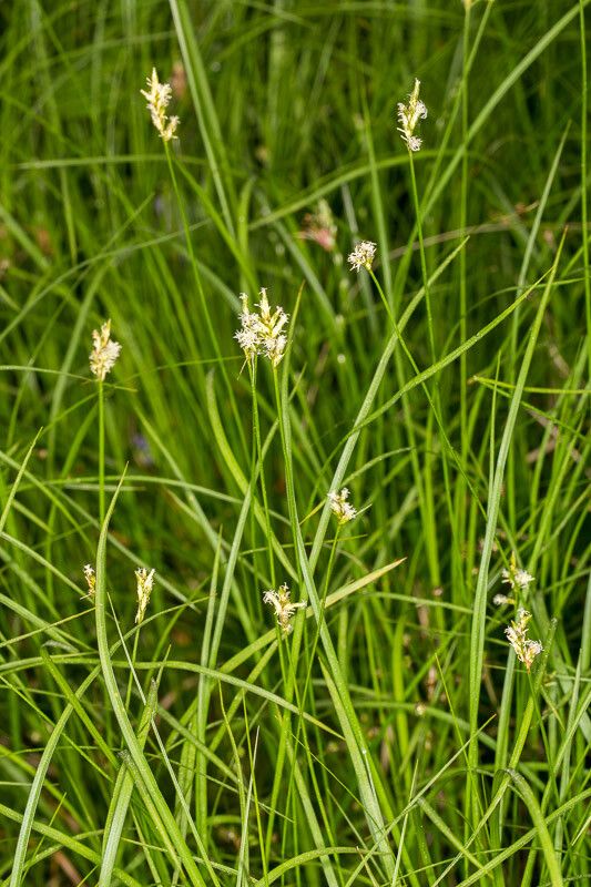 Carex brizoides leaf