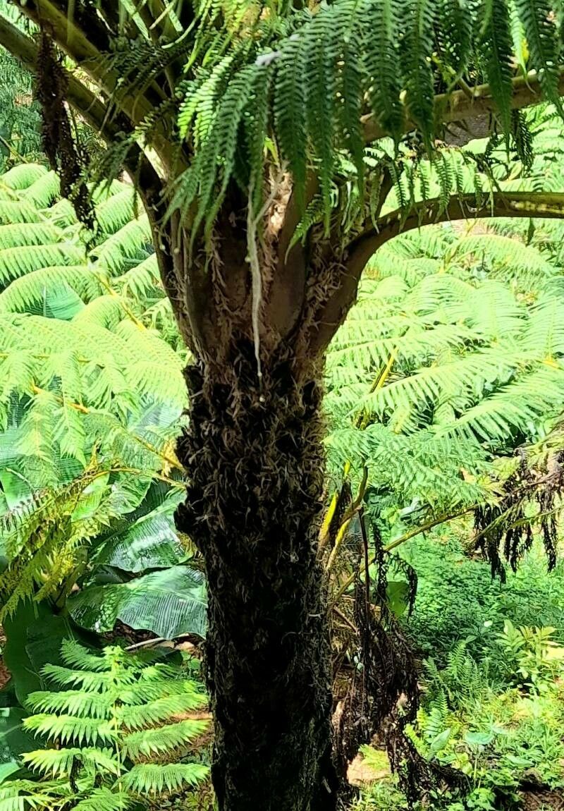 Alsophila abbottii bark
