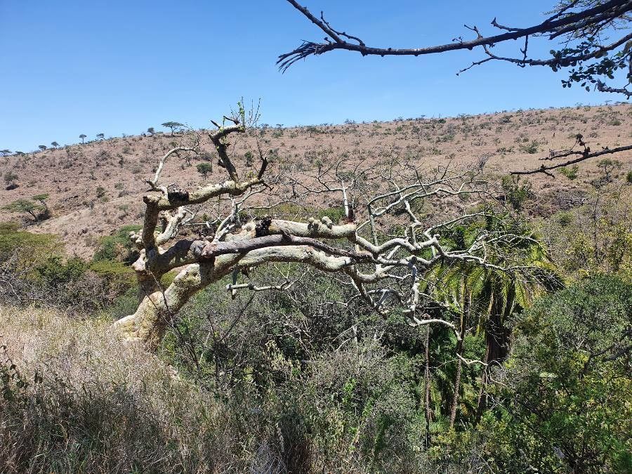 Commiphora baluensis bark