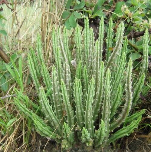 Stapelia kwebensis habit