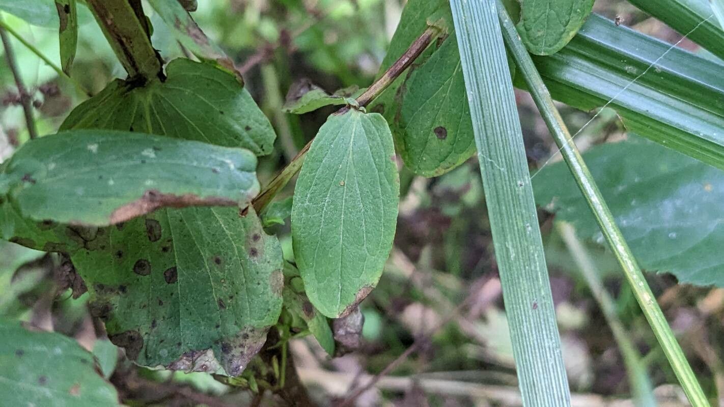 Hypericum tetrapterum leaf