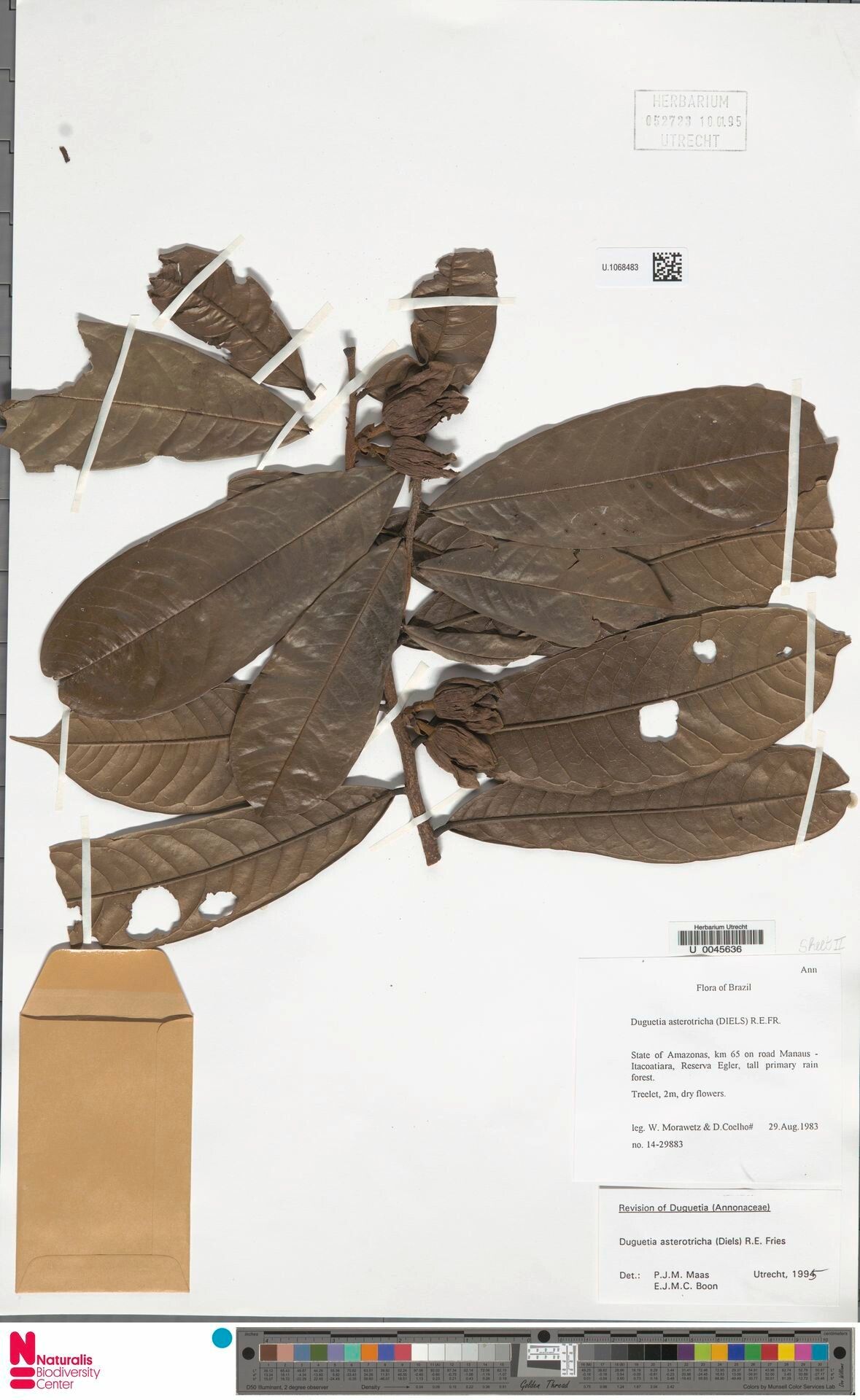 Duguetia asterotricha fruit