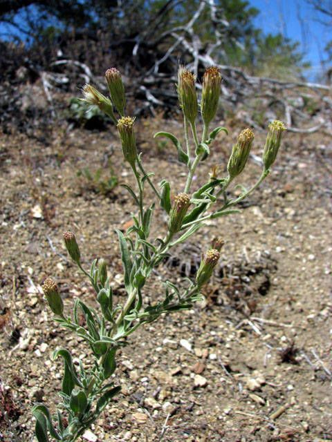 Brickellia oblongifolia habit