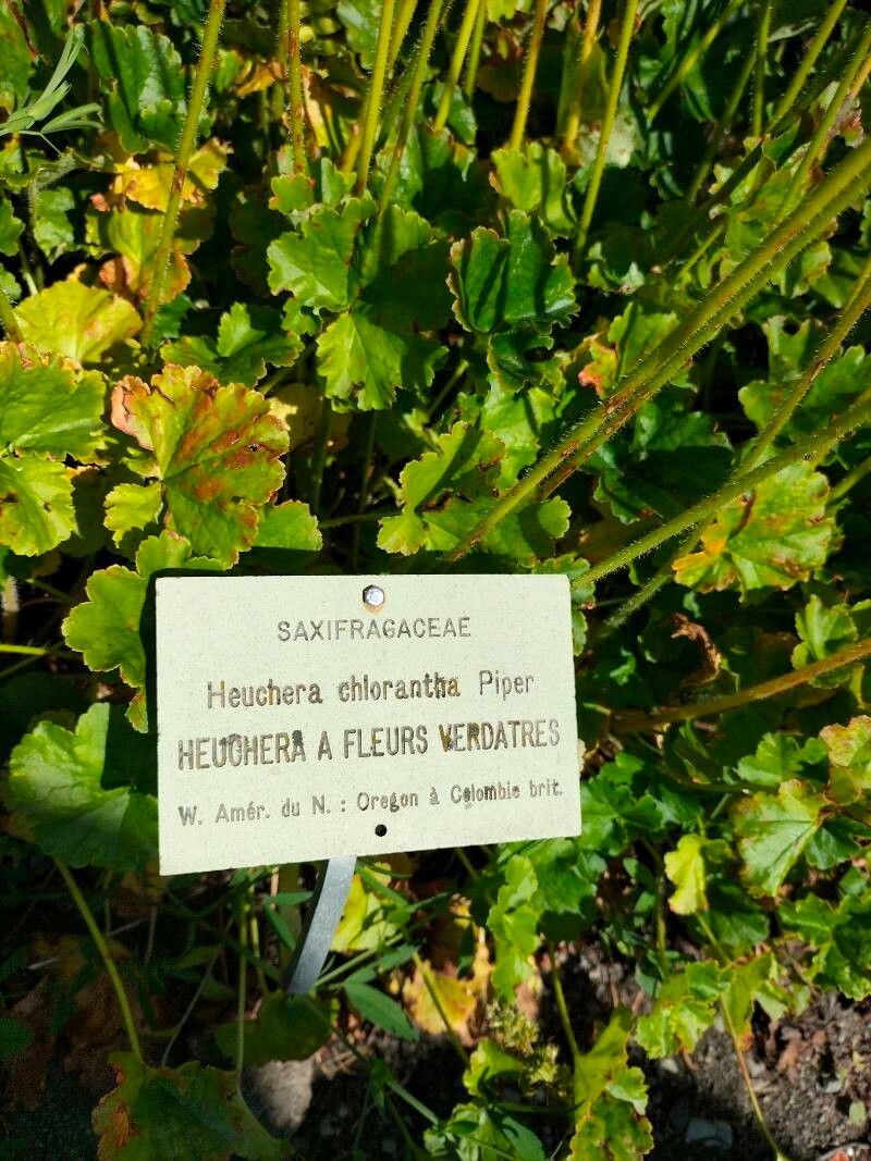 Heuchera chlorantha — search result for 'Heuchera'