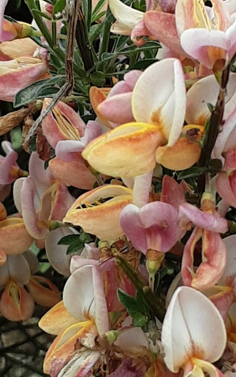Chamaecytisus purpureus flower