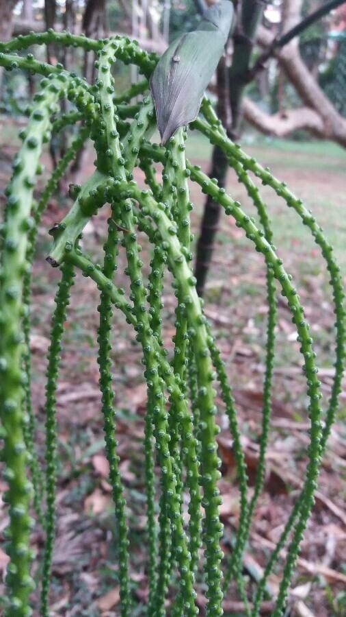 Hyospathe elegans — search result for 'Arecaceae'