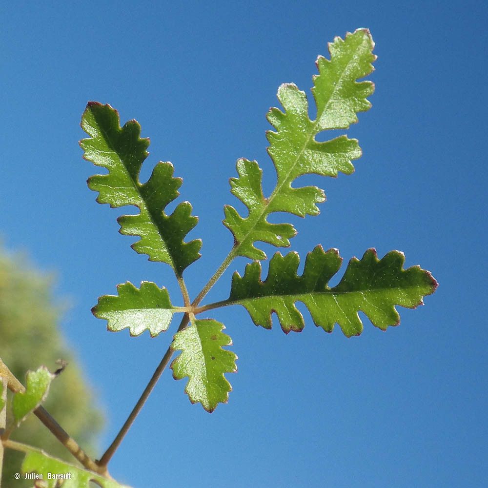 Vitex collina — search result for 'Vitex'